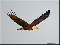 _0SB8805A american bald eagle